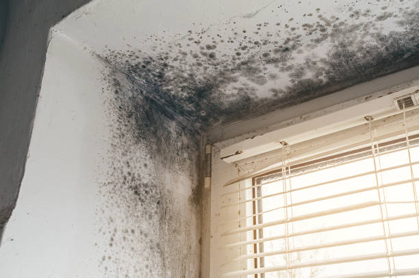 Affordable Mold Cleanup solutions in Stow, MA